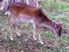 Barrierefreiheit für Wildtiere: Grünbrücken über Autobahnen 