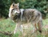 Mehr Akzeptanz für den Wolf schaffen