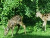 Rücksichtnahme auf Wildtiere während der Setz- und Brutzeiten 